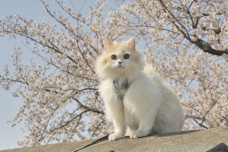 布履阑珊猫