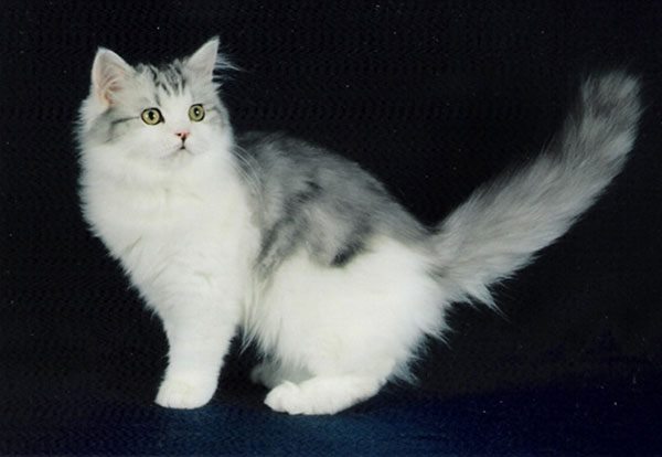 布履阑珊猫