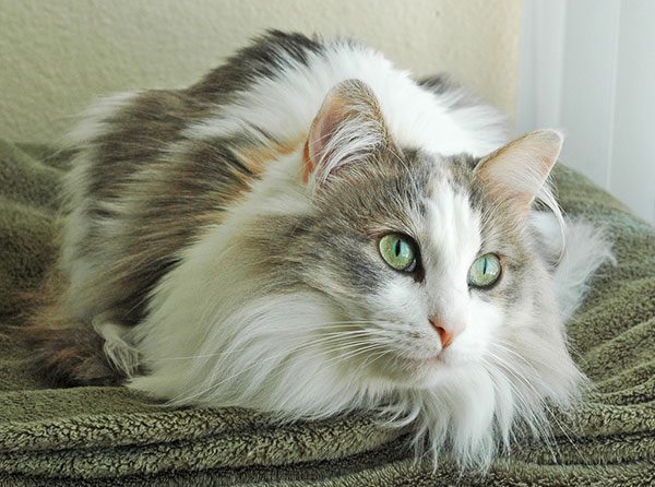 布履阑珊猫