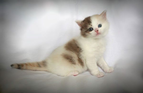 布履阑珊猫