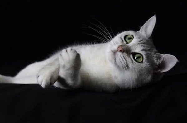 博美拉猫