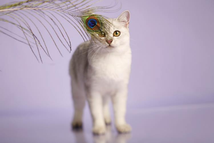 博美拉猫