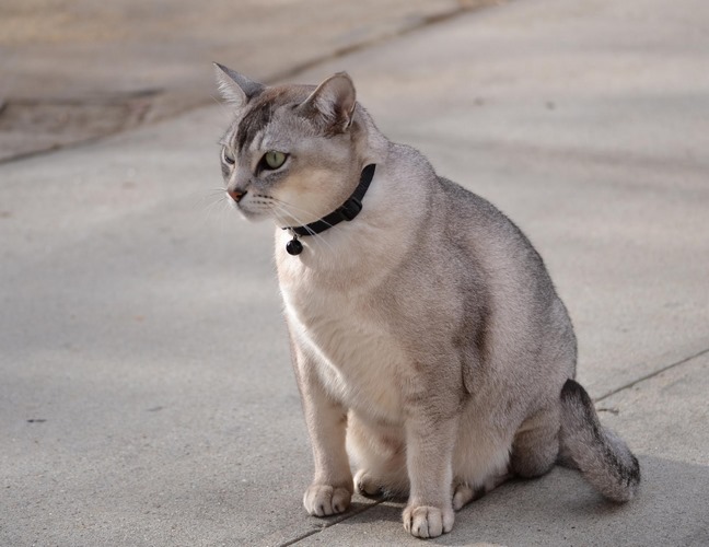 博美拉猫