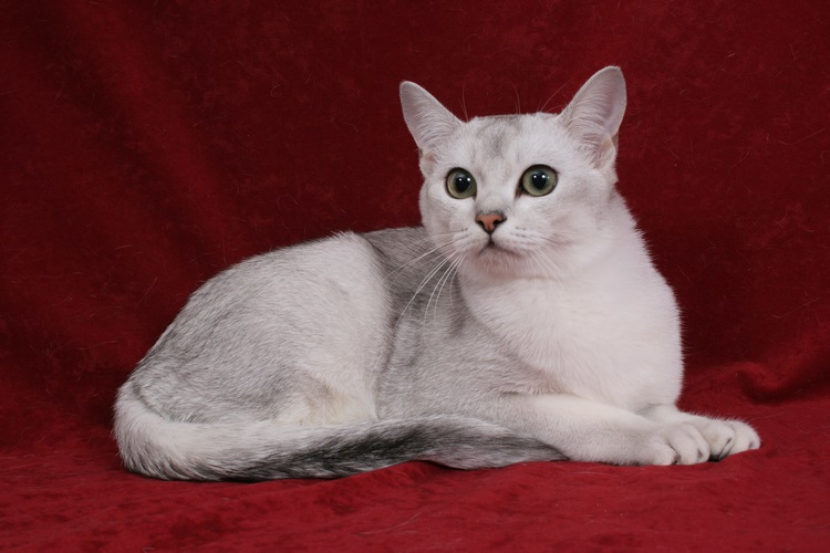 博美拉猫