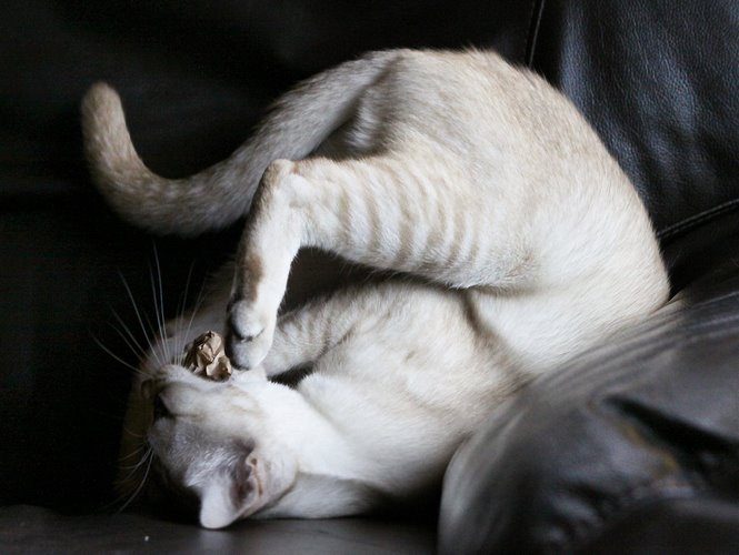 博美拉猫