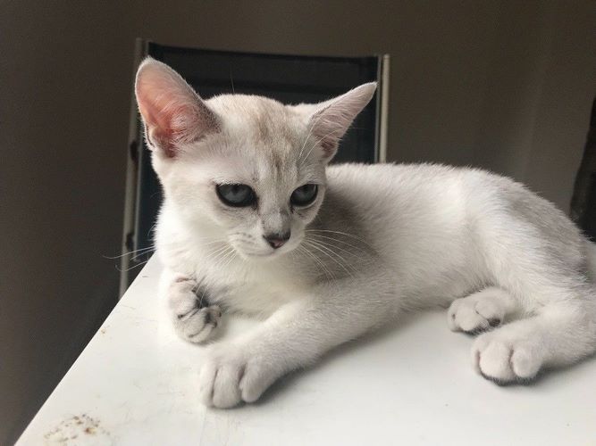 博美拉猫