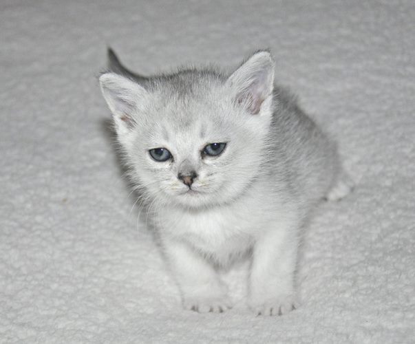 博美拉猫