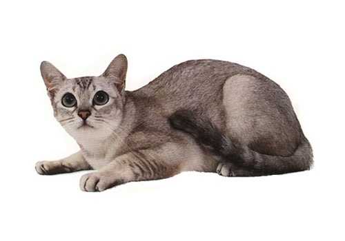 波米拉猫