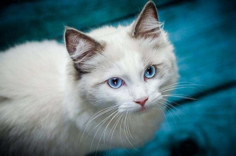 波米拉猫