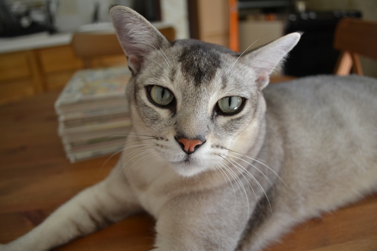 波米拉猫