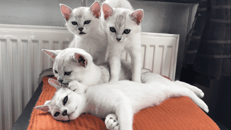 波米拉猫