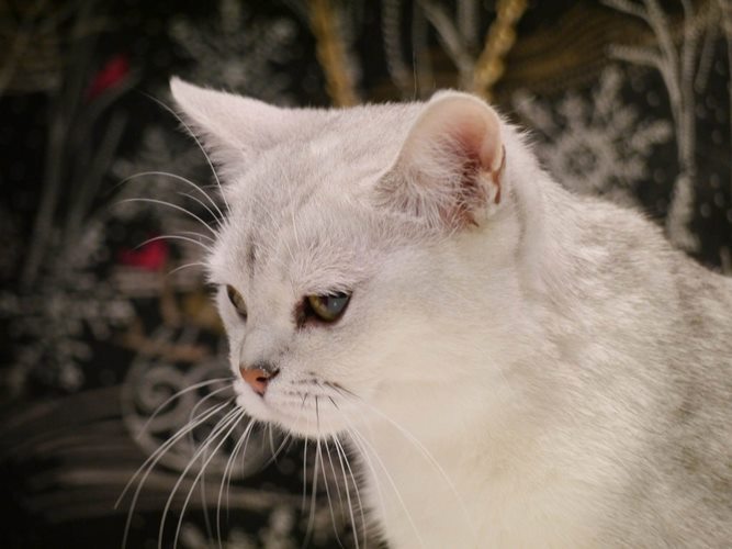 波米拉猫