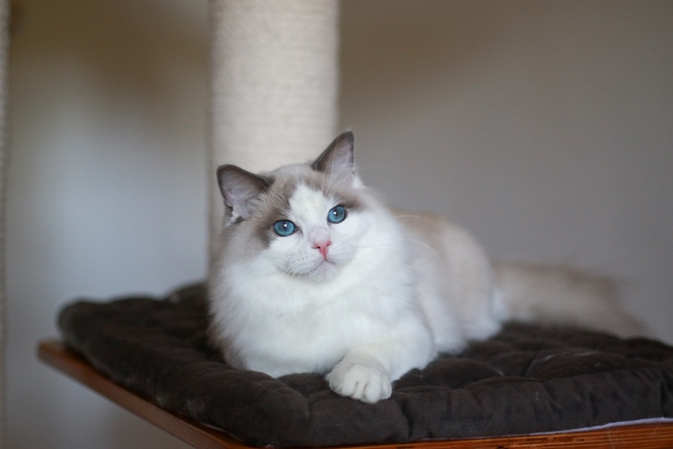 布娃娃猫