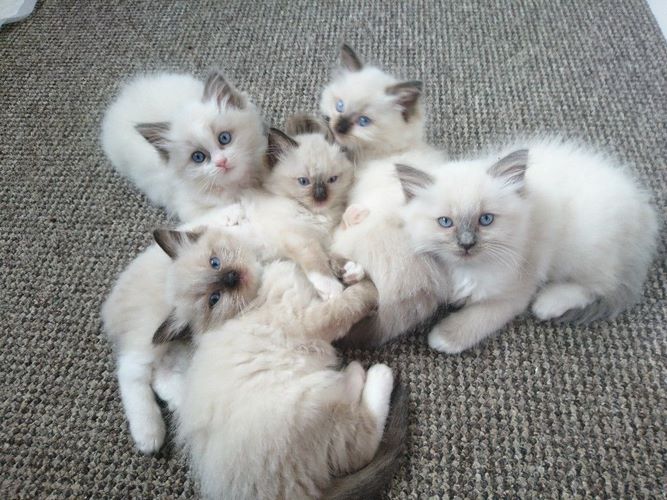 布娃娃猫