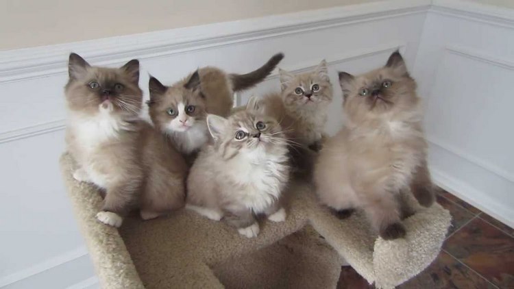 布娃娃猫