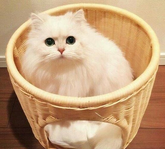 波斯猫