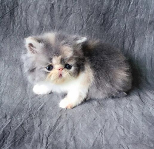 波斯猫