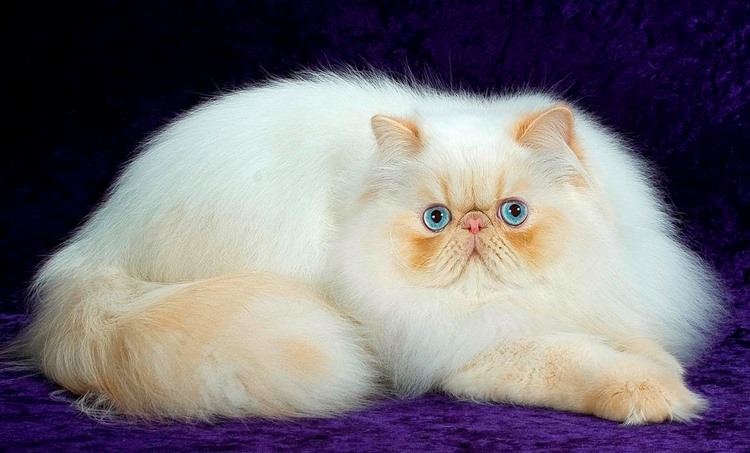 波斯猫