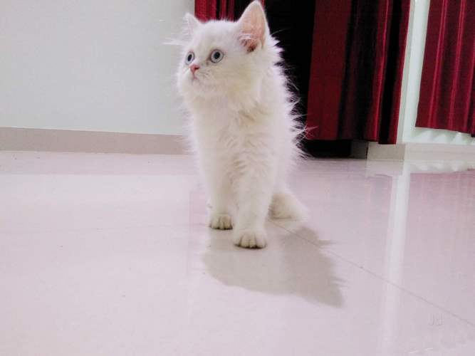 波斯猫