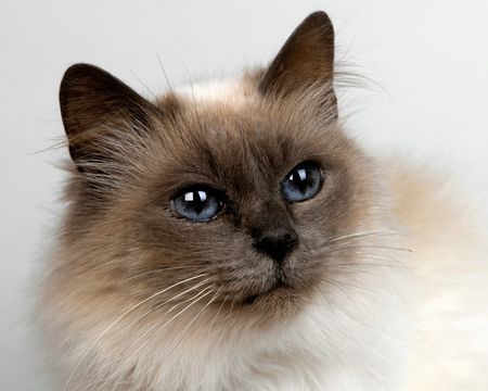 巴厘猫