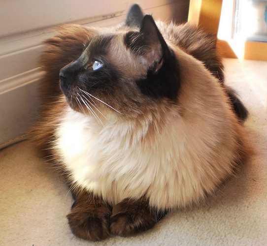 巴厘猫