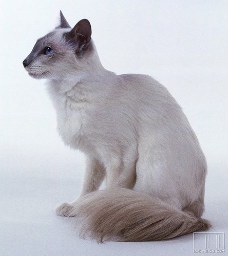 巴厘猫