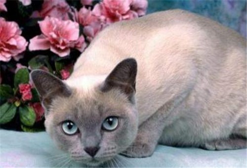 巴厘猫