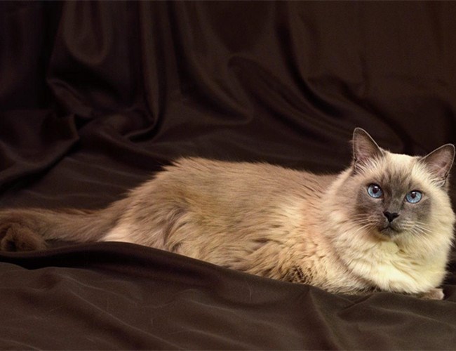 巴厘猫
