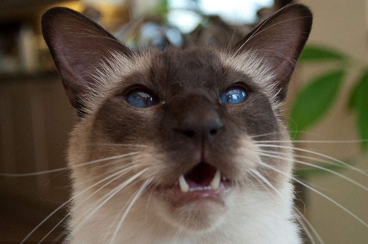 巴厘猫