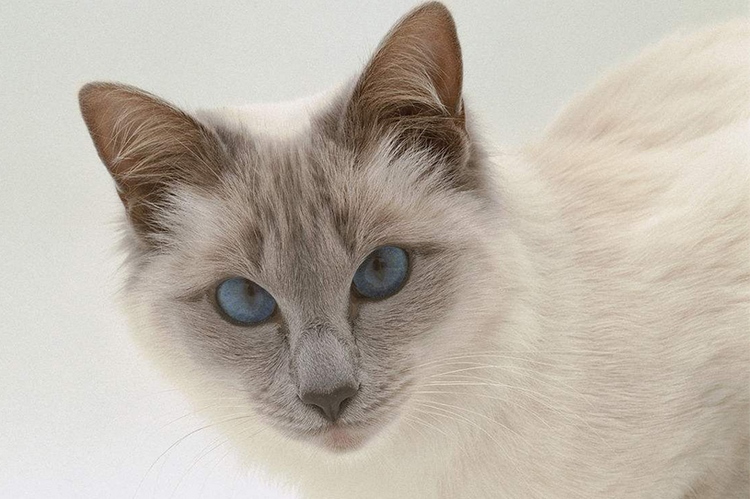 巴厘猫