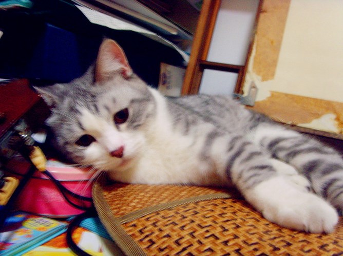 查达利猫