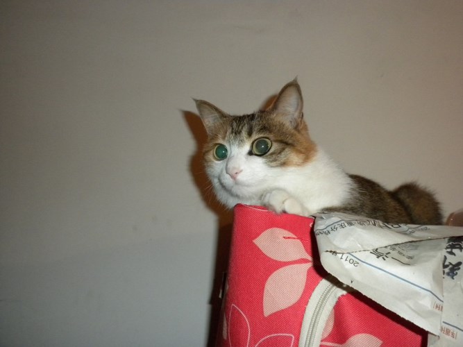 查达利猫
