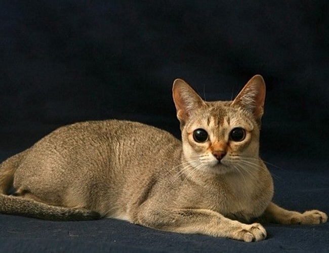 查达利猫