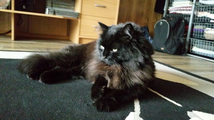 查达利猫