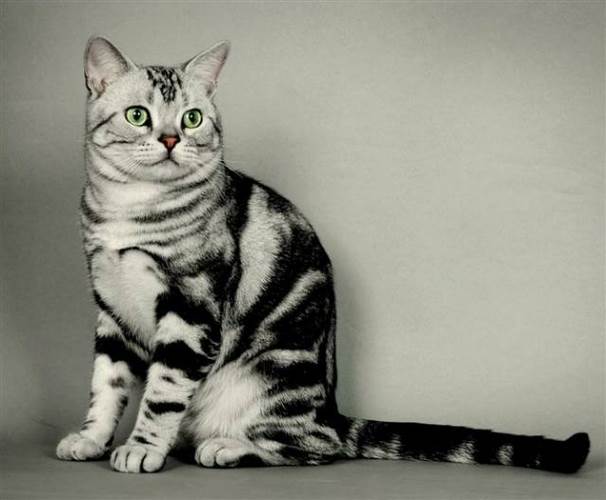 玳瑁色虎斑猫