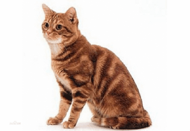 玳瑁色虎斑猫