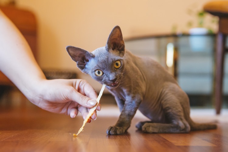 德文莱克斯猫