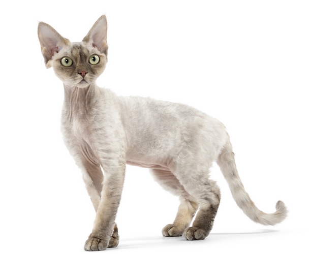 德文莱克斯猫
