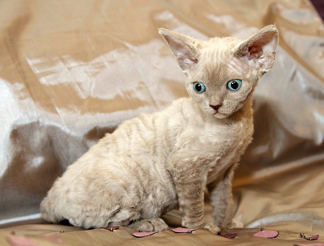 德文莱克斯猫