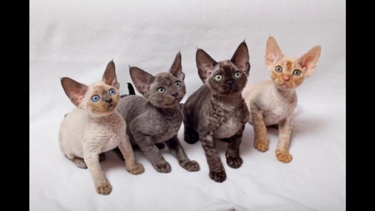 德文莱克斯猫