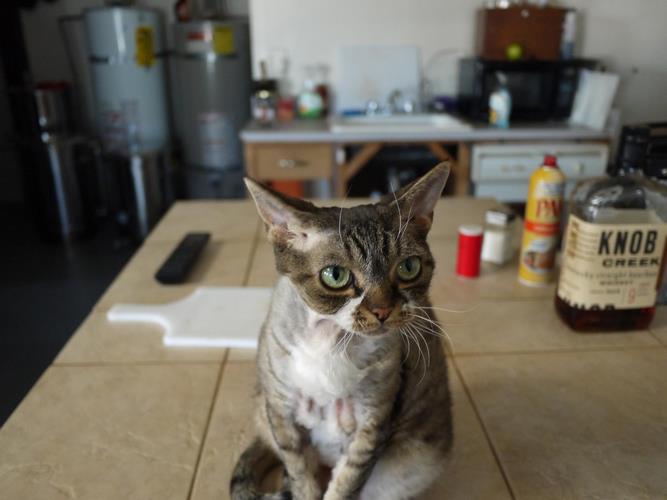 德文莱克斯猫