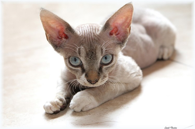 德文莱克斯猫