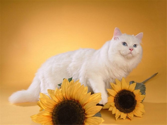 短毛波斯猫