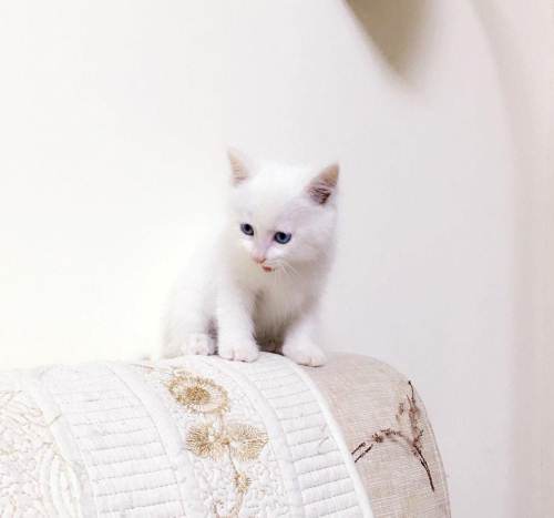 短毛波斯猫