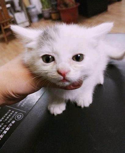 短毛波斯猫
