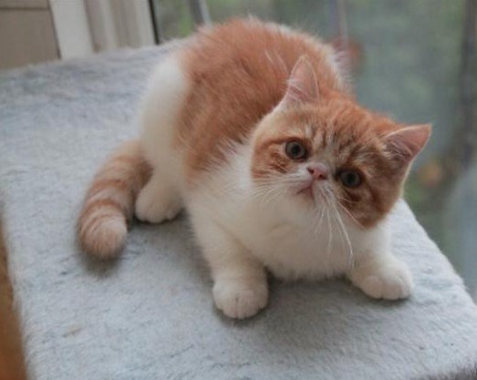 短毛波斯猫