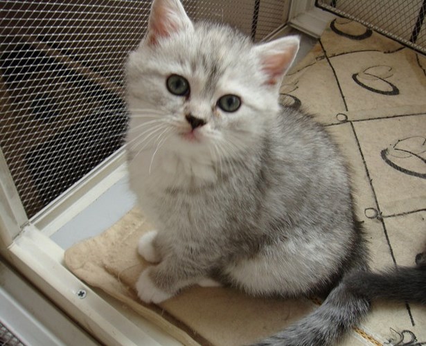 短毛波斯猫
