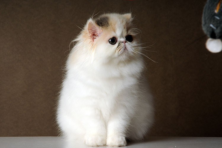短毛波斯猫