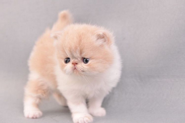 短毛波斯猫