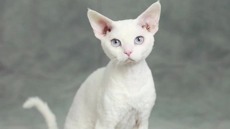 德文卷毛猫